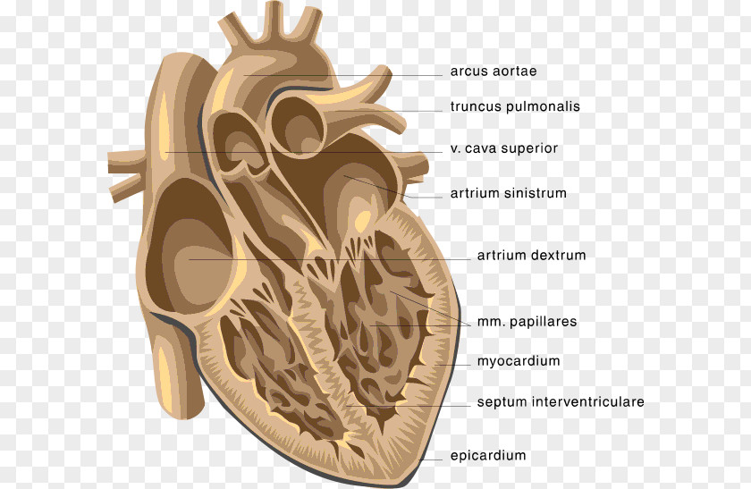 Heart Venn Diagram Anatomy Clip Art PNG