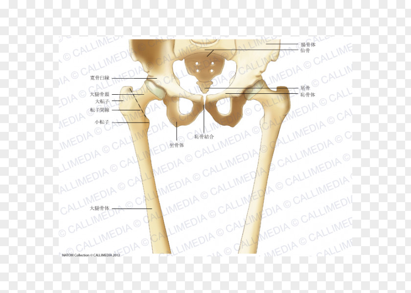 Intertrochanteric Line Bone Finger Hip Femur Human Skeleton PNG