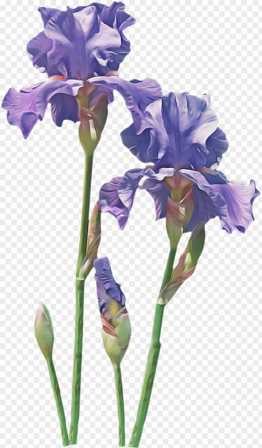 Iris Family Petal Flower Flowering Plant Cut Flowers PNG