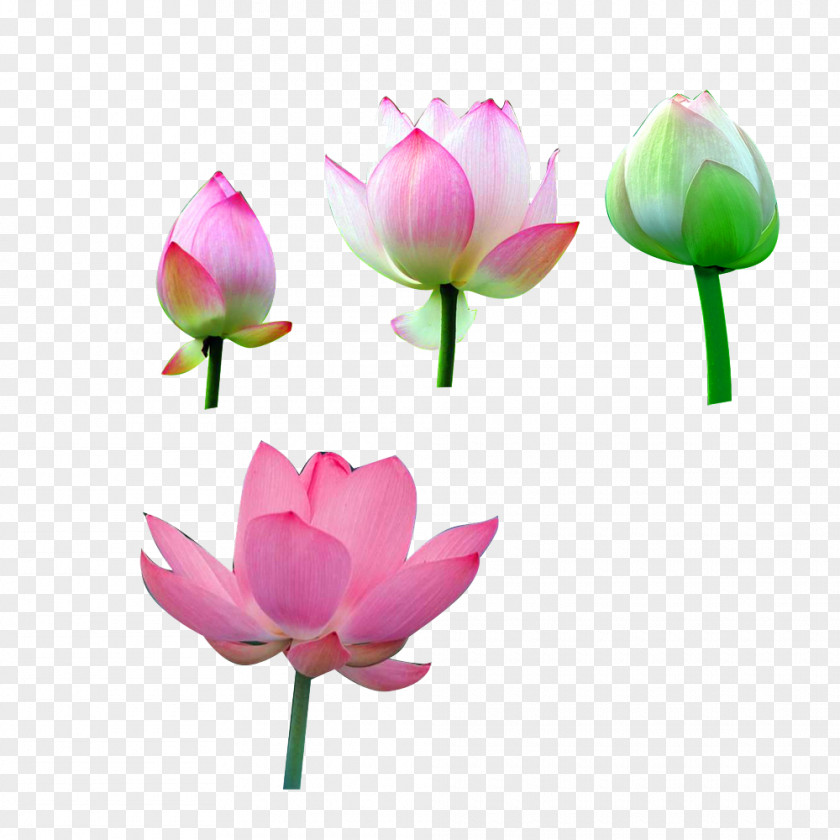 Lotus Joyful Manifestation: Ten Steps To Empower Yourself And Attract A Happy Successful Life Nelumbo Nucifera PNG