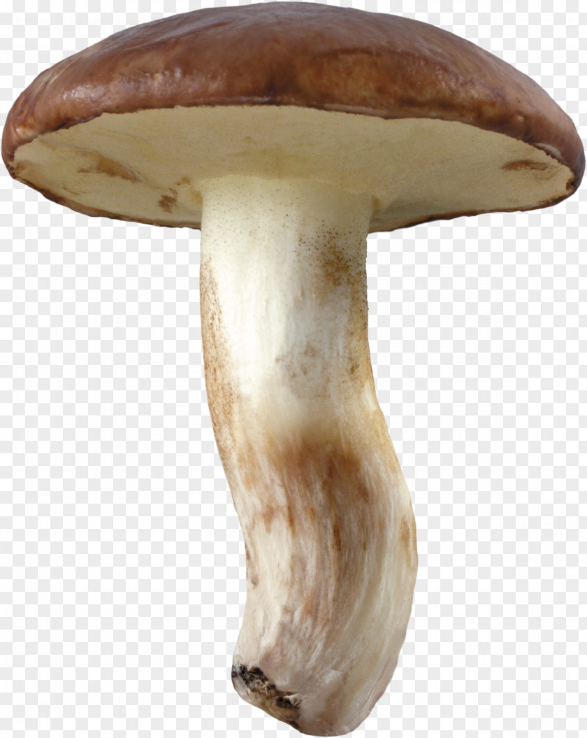 Mushrooms Suillus Luteus Pleurotus Eryngii Boletus Edulis Agaricus Campestris Mushroom PNG