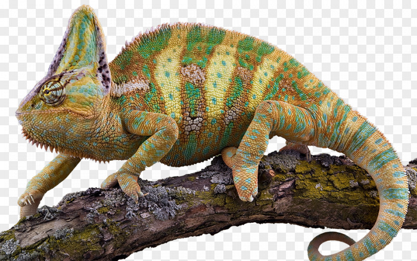 Reptile Veiled Chameleon Lizard Veterinarian Pet PNG