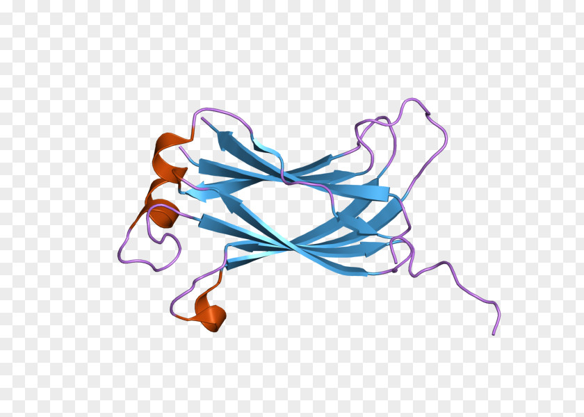 USP7 Ubiquitin Carboxy-terminal Hydrolase L1 Protease Clip Art PNG