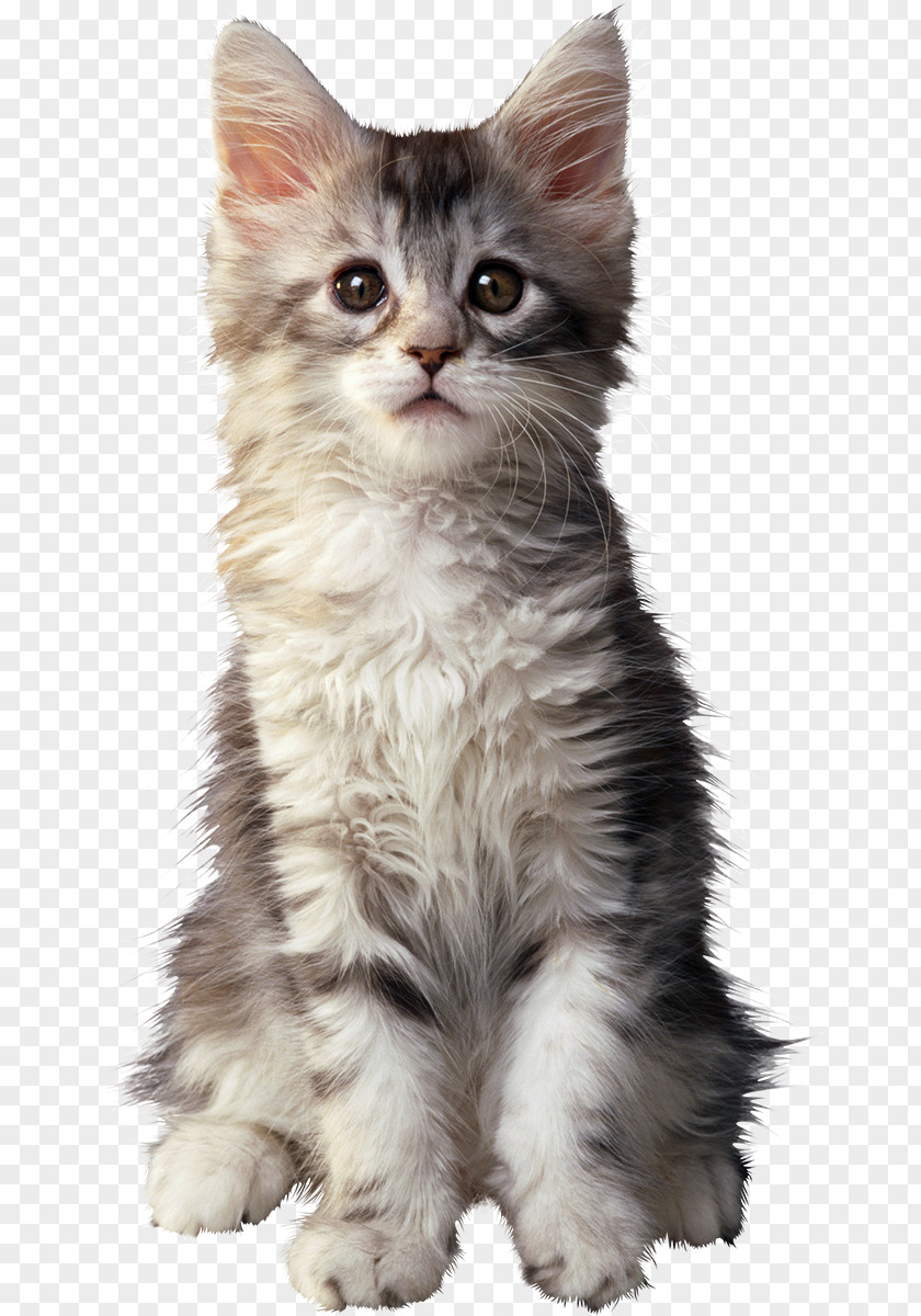 Cats Maine Coon British Shorthair Golden Retriever Kitten Puppy PNG