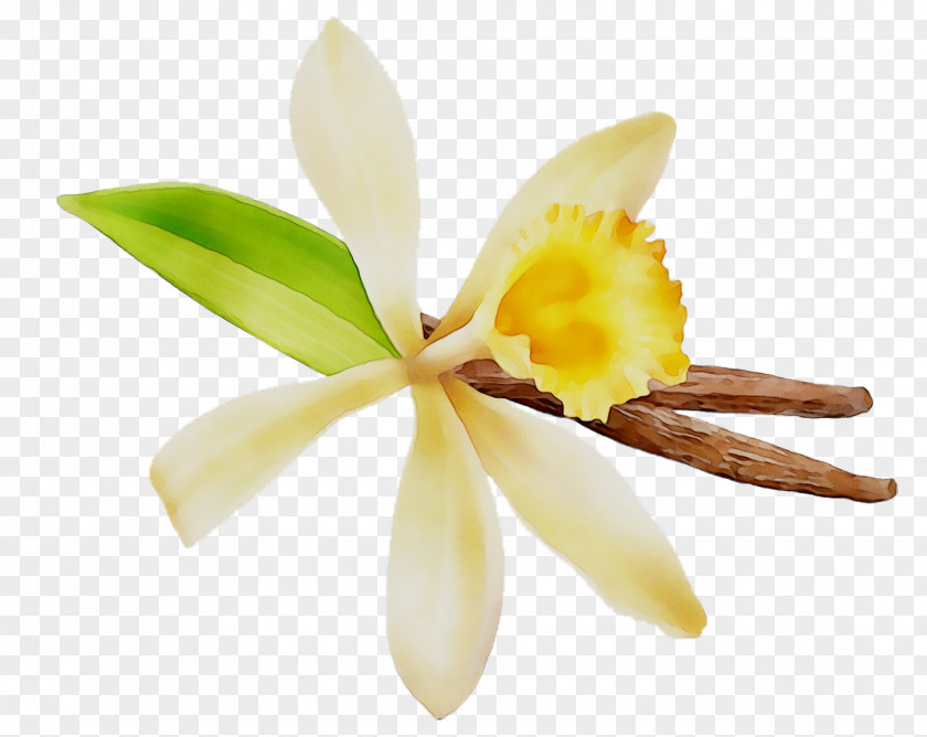 Cattleya Orchids Yellow Plant Stem Plants PNG