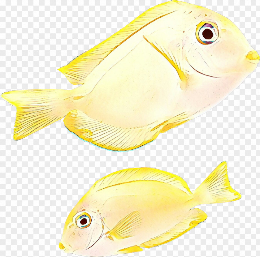 Holacanthus Bonyfish Fish Yellow Butterflyfish Pomacentridae PNG