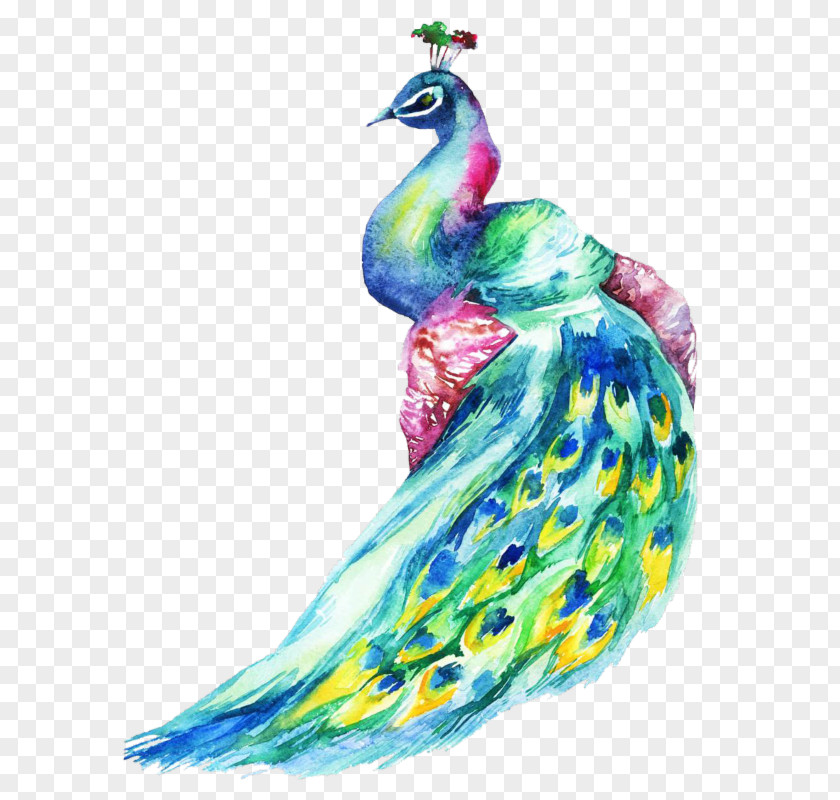Bird Iron-on Peafowl Drawing PNG