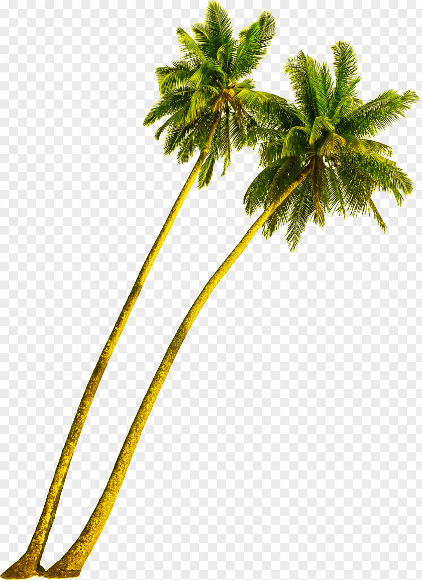 Coconut Leaf Arecaceae Tree Stock Photography Plant PNG