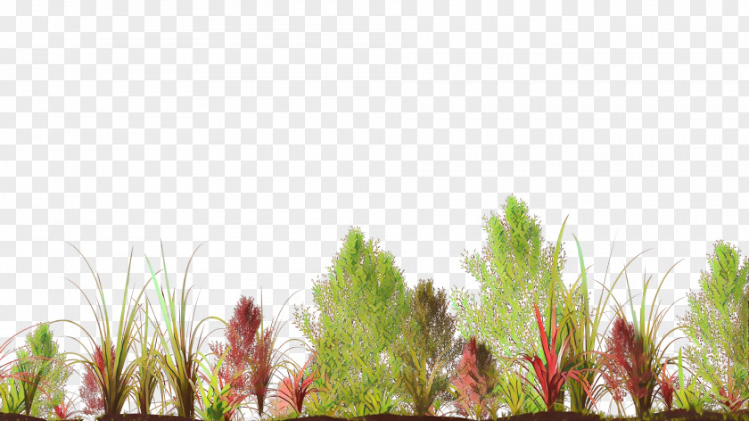 Desktop Wallpaper Vegetation Grasses Computer PNG