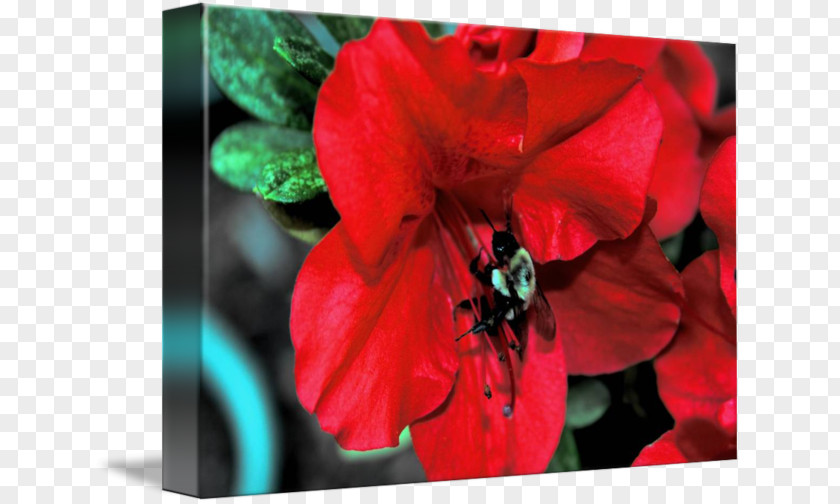 Flower Bee Jersey Lily Belladonna The Poppy Family Amaryllis PNG