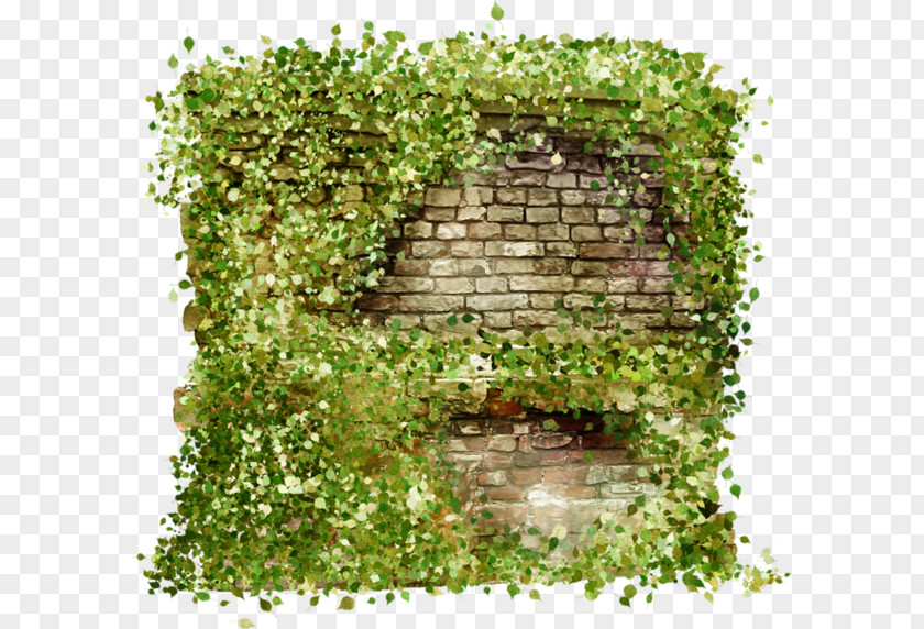 Muro Green Image Shrub Design PNG