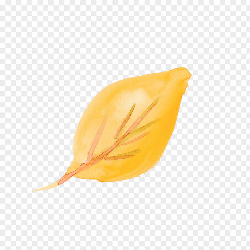 Orange PNG