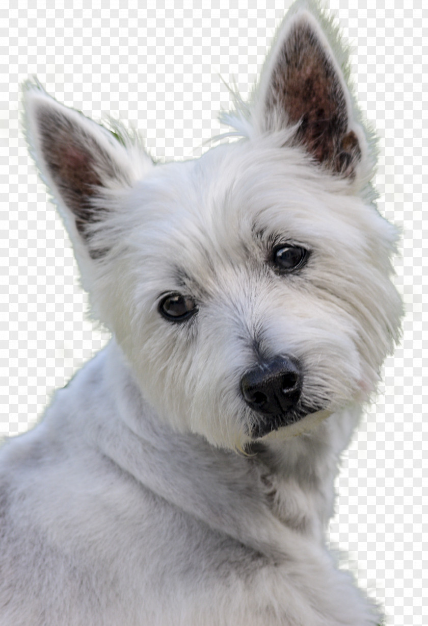 West Highland White Terrier Cairn Dog Breed Companion PNG