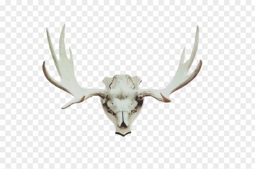 Antler Red Deer Moose Horn PNG