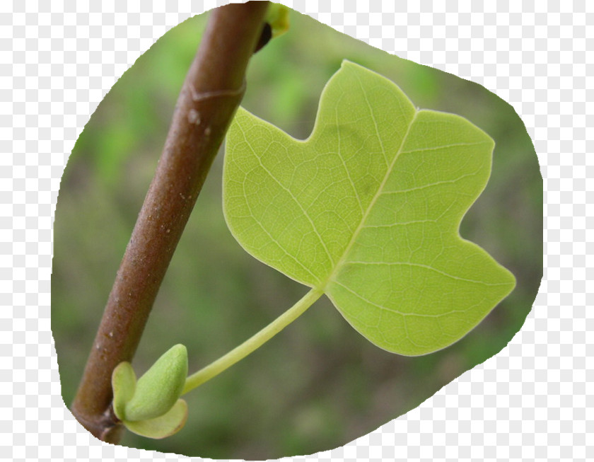 Catalpa Leaf Plant Stem Mother Pathology Jetty PNG