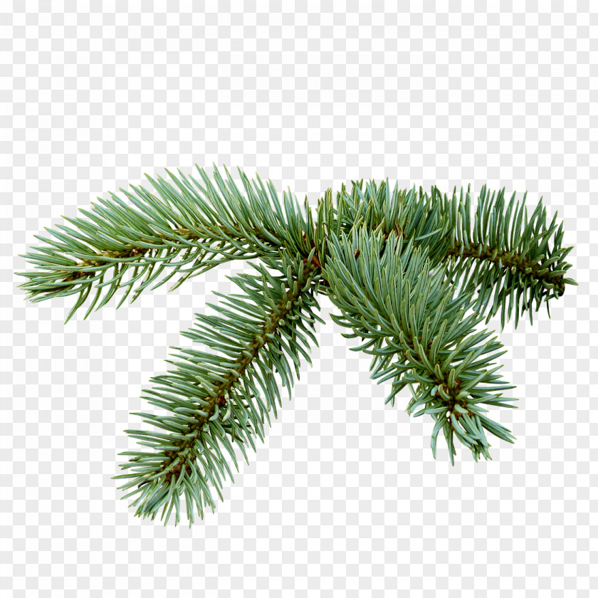 Fir-tree Spruce Christmas Tree Clip Art PNG