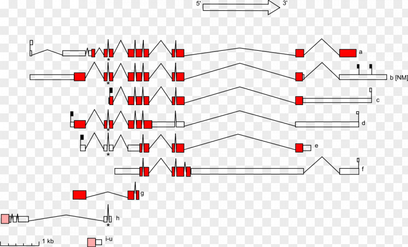 Stk11 Gene STK11 Mutation Protein DNA PNG