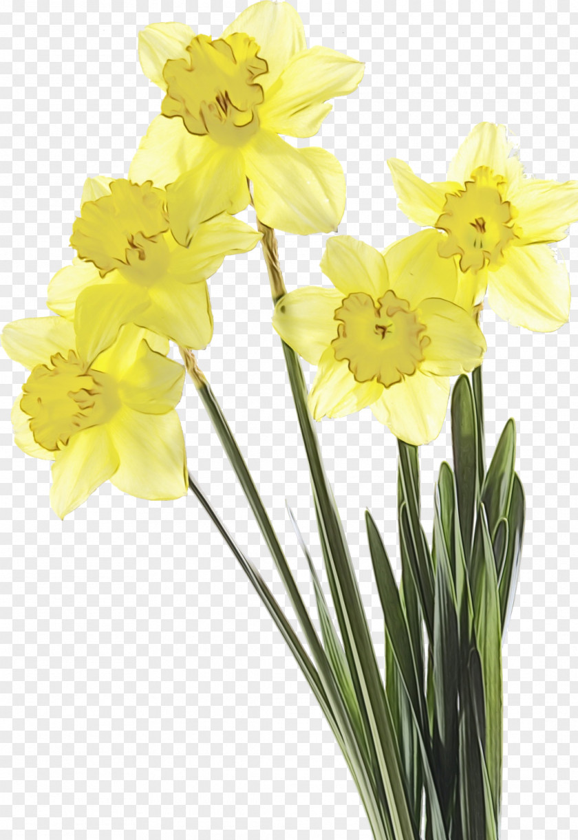 Amaryllis Family Artificial Flower PNG