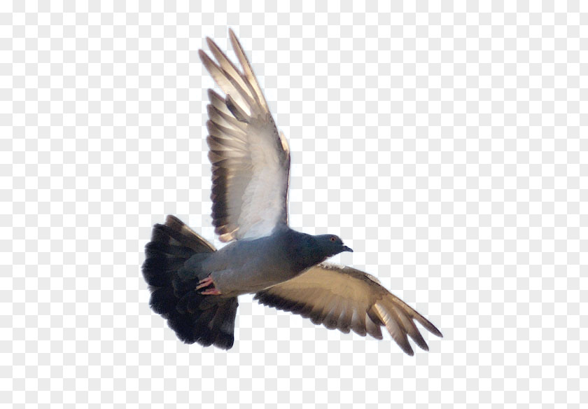 Bala Duck Bird Vuela Alto Rock Dove Feather PNG