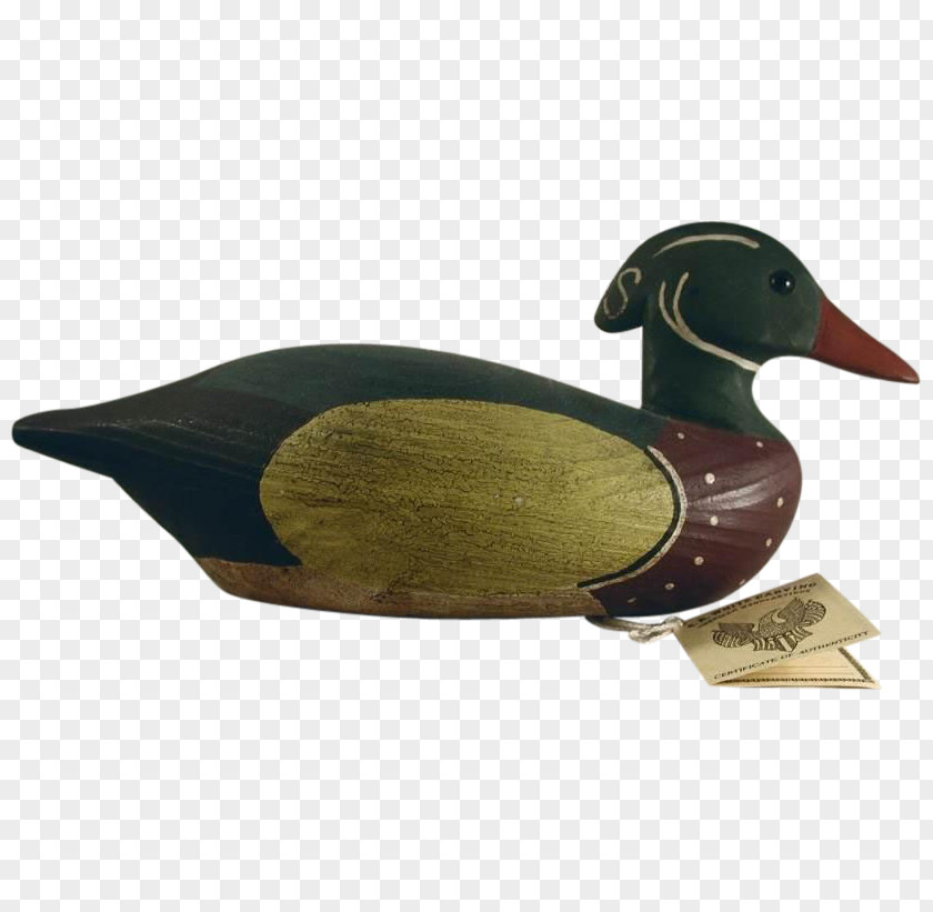 Duck Mallard Beak PNG