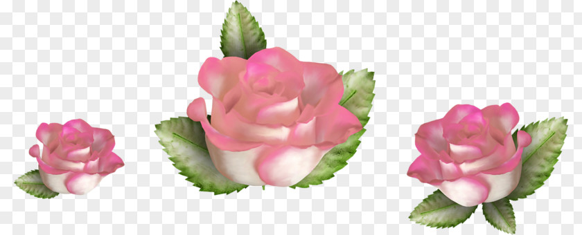 Flower Centerblog Cabbage Rose PNG
