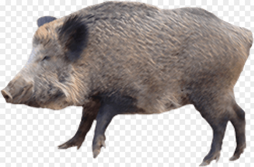 Hog Domestic Pig Peccary Hunting Hogzilla PNG