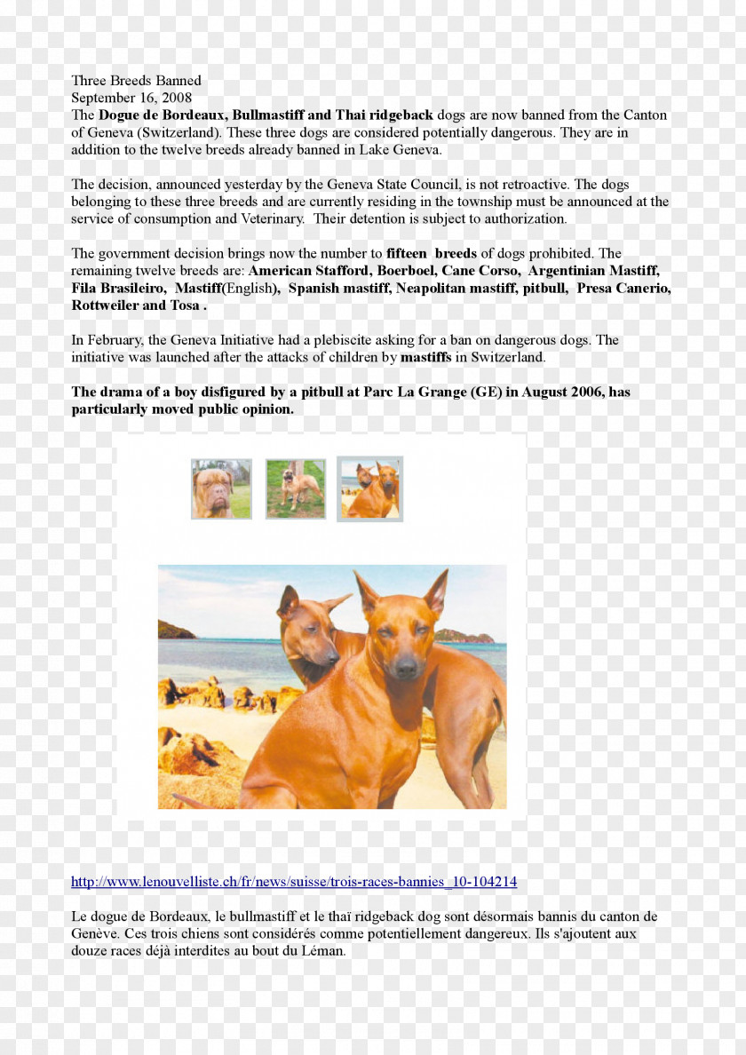 Horse Brochure PNG
