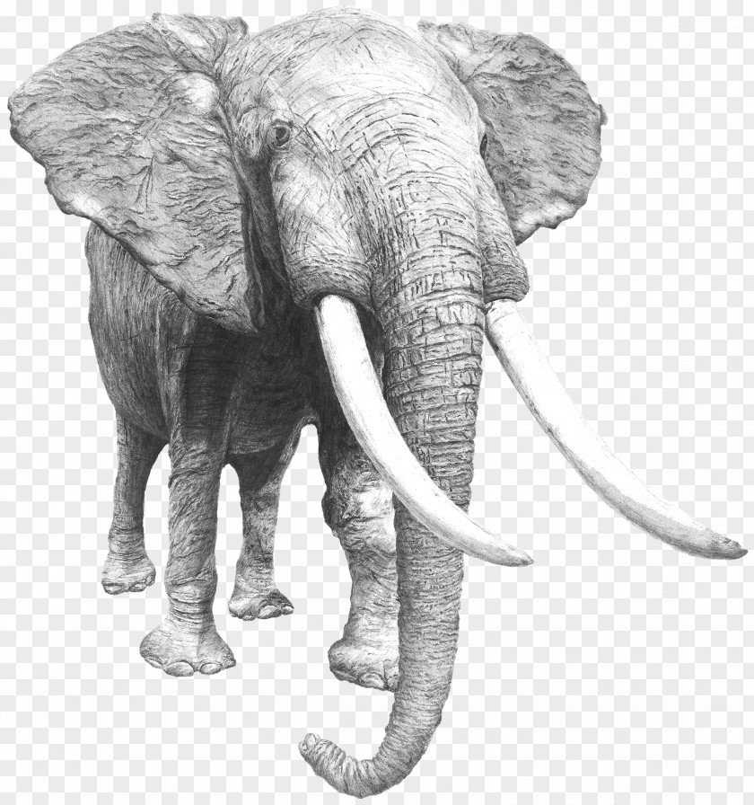 Paris Art Director Design Indian Elephant PNG