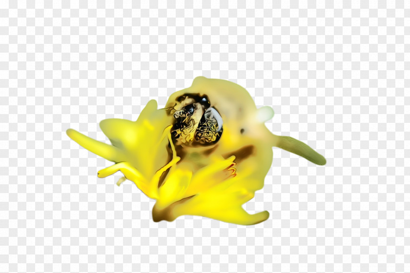 Petal Flowering Plant Yellow Flower Bee Membrane-winged Insect PNG
