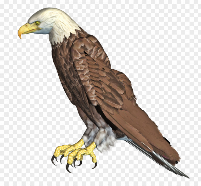 Share Eagle Bird Rendering PNG