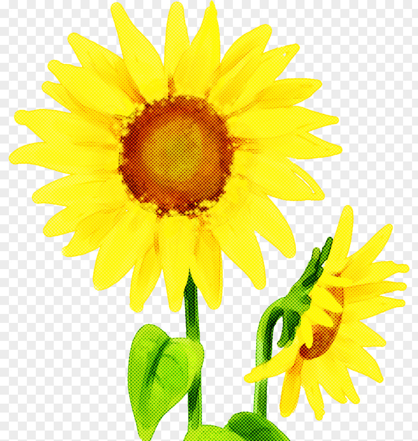 Sunflower PNG