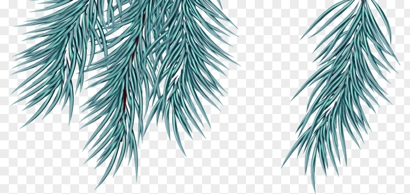 White Pine Tree Oregon Branch Colorado Spruce PNG