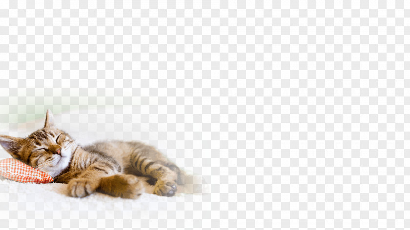 Cat Tabby Kitten Dog Pet PNG