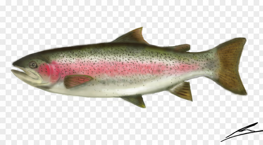 Coho Salmon Rainbow Trout Sardine Cutthroat PNG