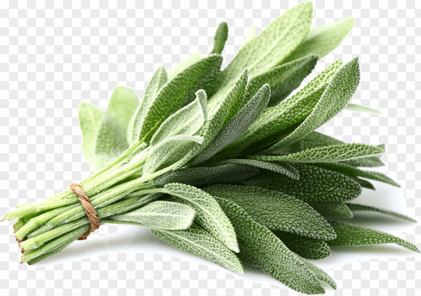 Herb Common Sage Plant Parsley Spice PNG