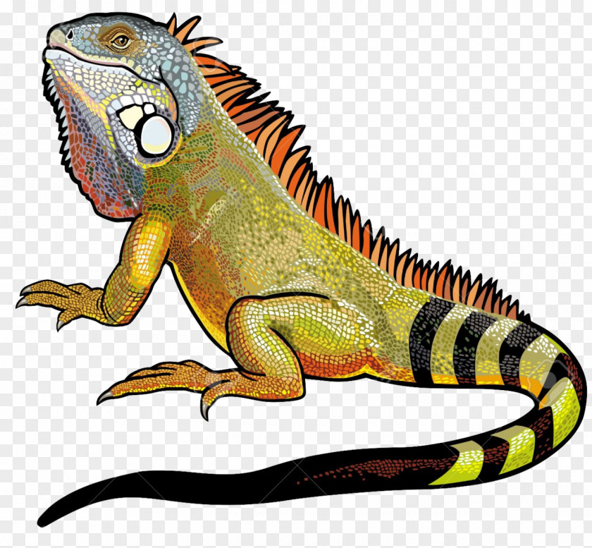 Iguana File Green Lizard Clip Art PNG