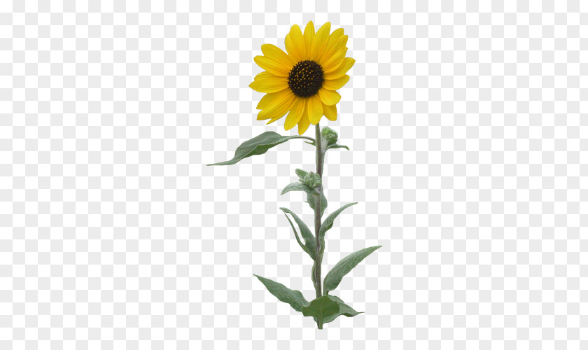 Single Sunflower Common Clip Art PNG