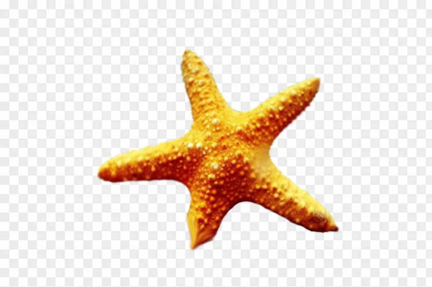 Starfish I See Stars Echinoderm Marine Biology Hardcover PNG