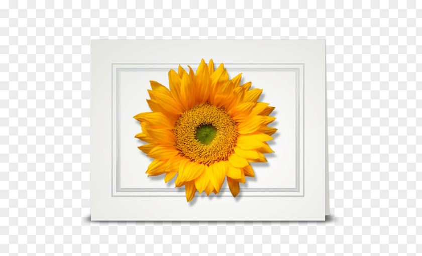 Sunflower Leaf Common Petal Daisy Family Cottage PNG