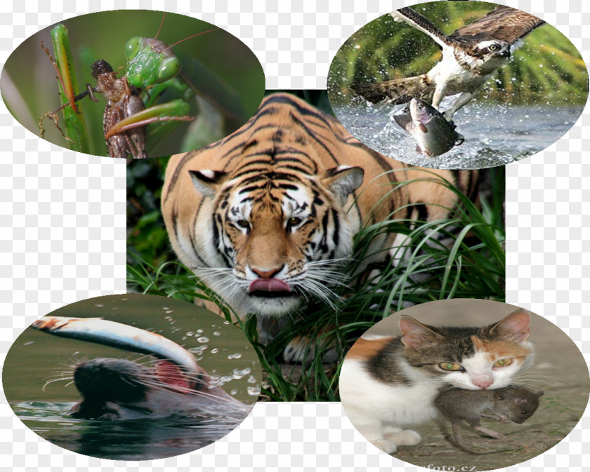 Tiger Cat Wildlife Fauna Terrestrial Animal PNG