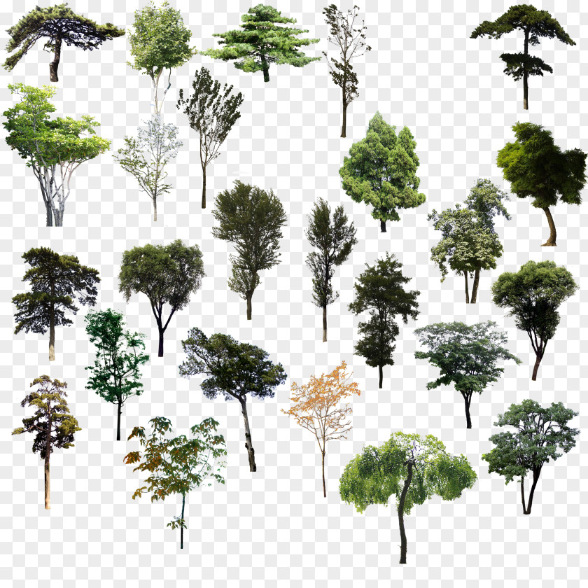Trees Psd Material Tree Adobe Illustrator PNG