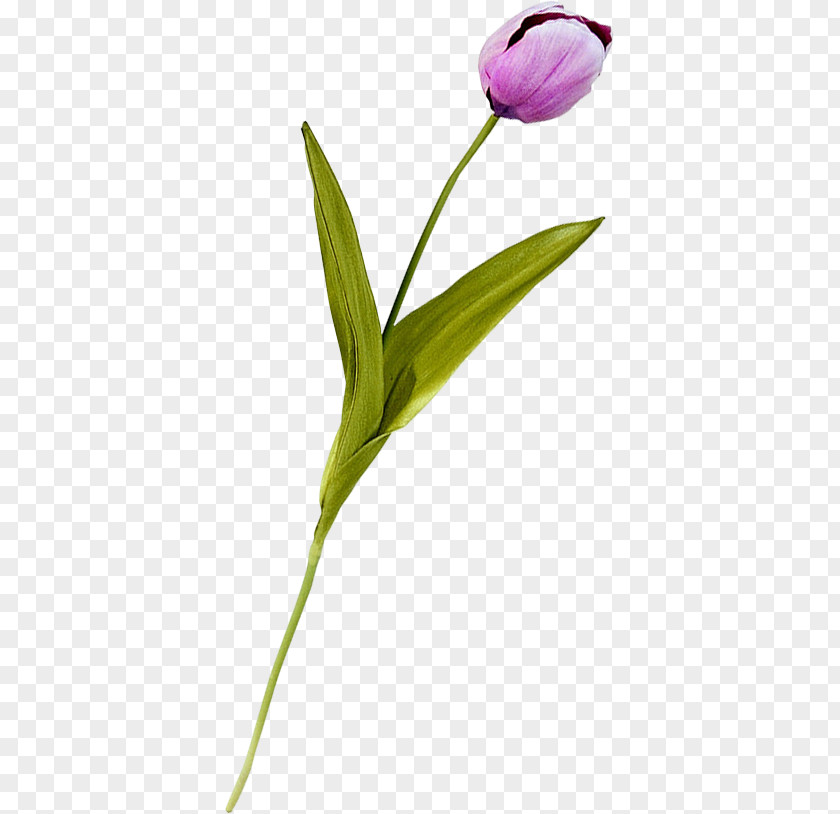Tulip Plant Stem Petal Diary LiveInternet PNG