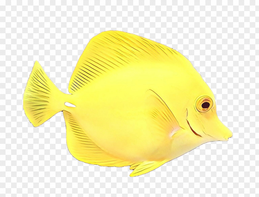 Fish Pomacanthidae Yellow Butterflyfish PNG