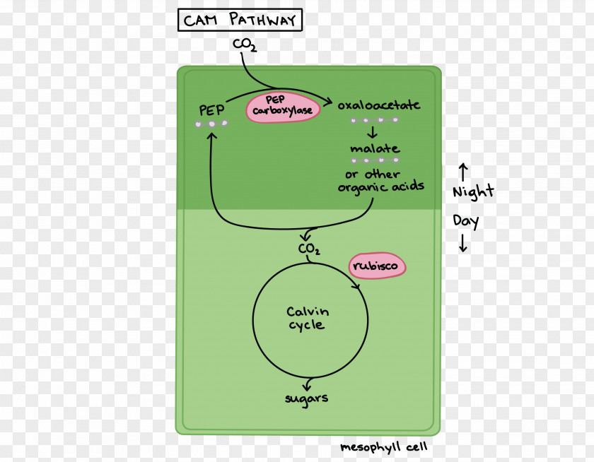 Plants C3, C4: Mechanisms, And Cellular Environmental Regulation, Of Photosynthesis Crassulacean Acid Metabolism C3 Carbon Fixation C4 Diagram PNG