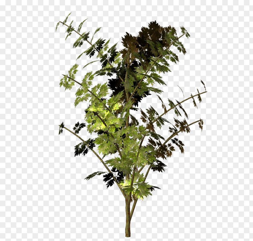 Tree Twig Trunk Plant Stem PNG