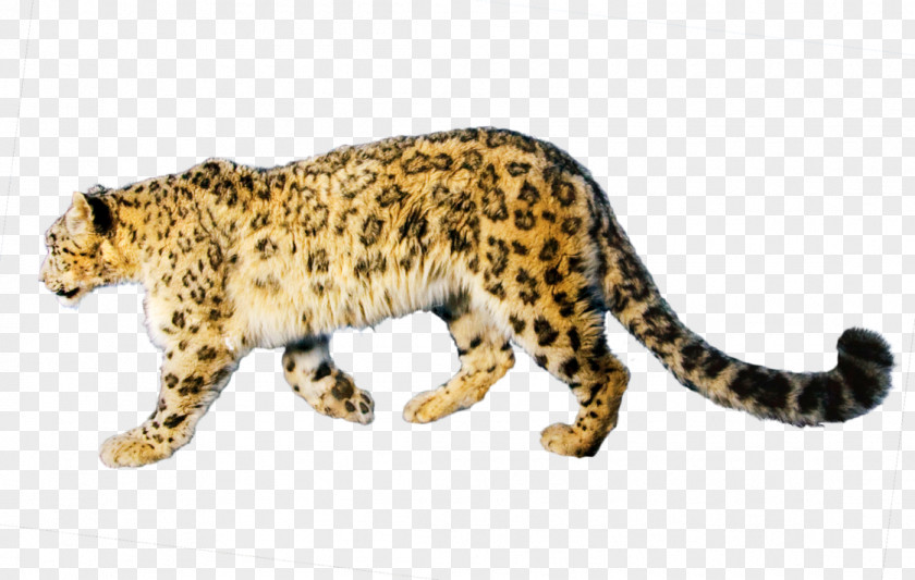 Jaguar Clip Art PNG