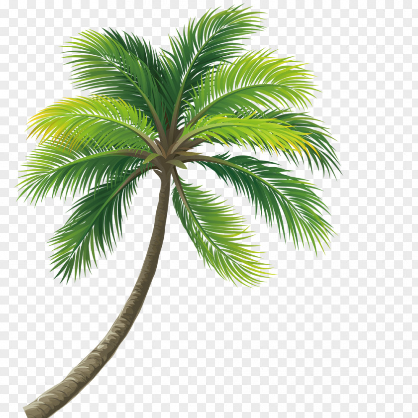 Lush Coconut Trees PNG coconut trees clipart PNG