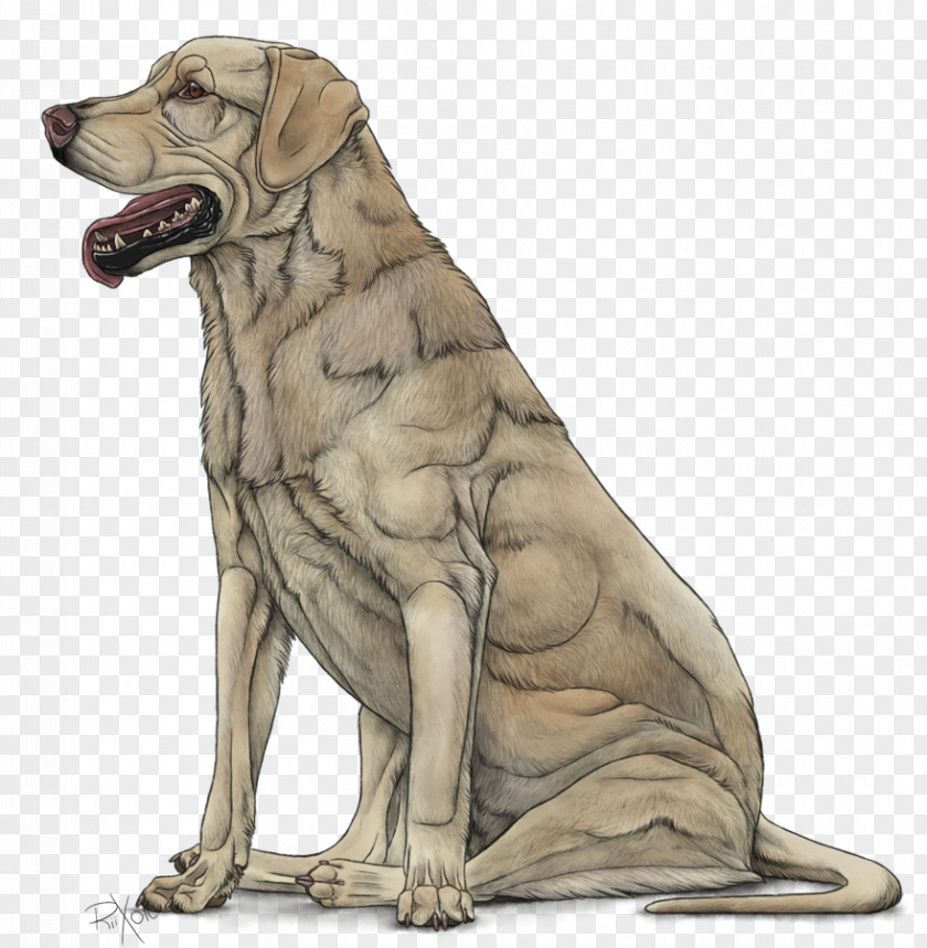 Puppy Dog Breed Labrador Retriever Sporting Group PNG