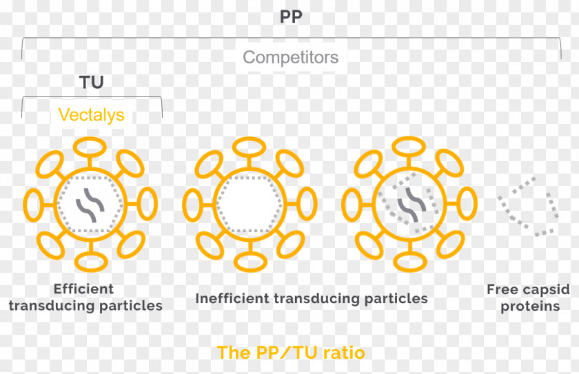 Antibiotic Vector Transduction Lentivirus Missouri Transfection PNG