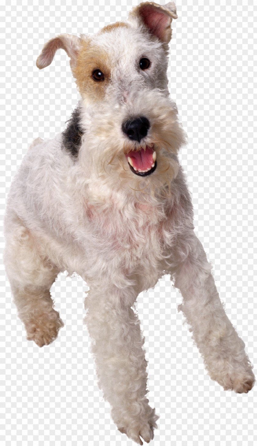 Dogs Australian Cattle Dog American Eskimo Patterdale Terrier Wire Hair Fox Affenpinscher PNG